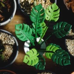 Piques Apéritif Tropical Party -Umbraen Boutique a784a74f832042ab91f0a748360fcc2e